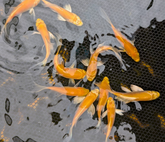 Butterfly Koi Platinum 6-8"